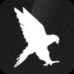 Logo Black Falcon GmbH & Co KG