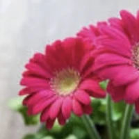 Margitta Kleinow image